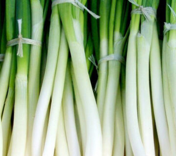 بصل اخضر